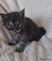 Maine Coon cats Pedigree Smoke Russian Line Mainecoons - Advert 11