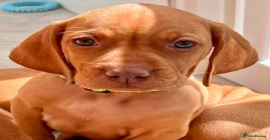 Hungarian Vizsla dogs - Advert 4