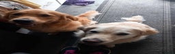 Golden Retriever dogs for stud: Fully Health Tested KC Golden Retriever in Saltcoats - Advert 6