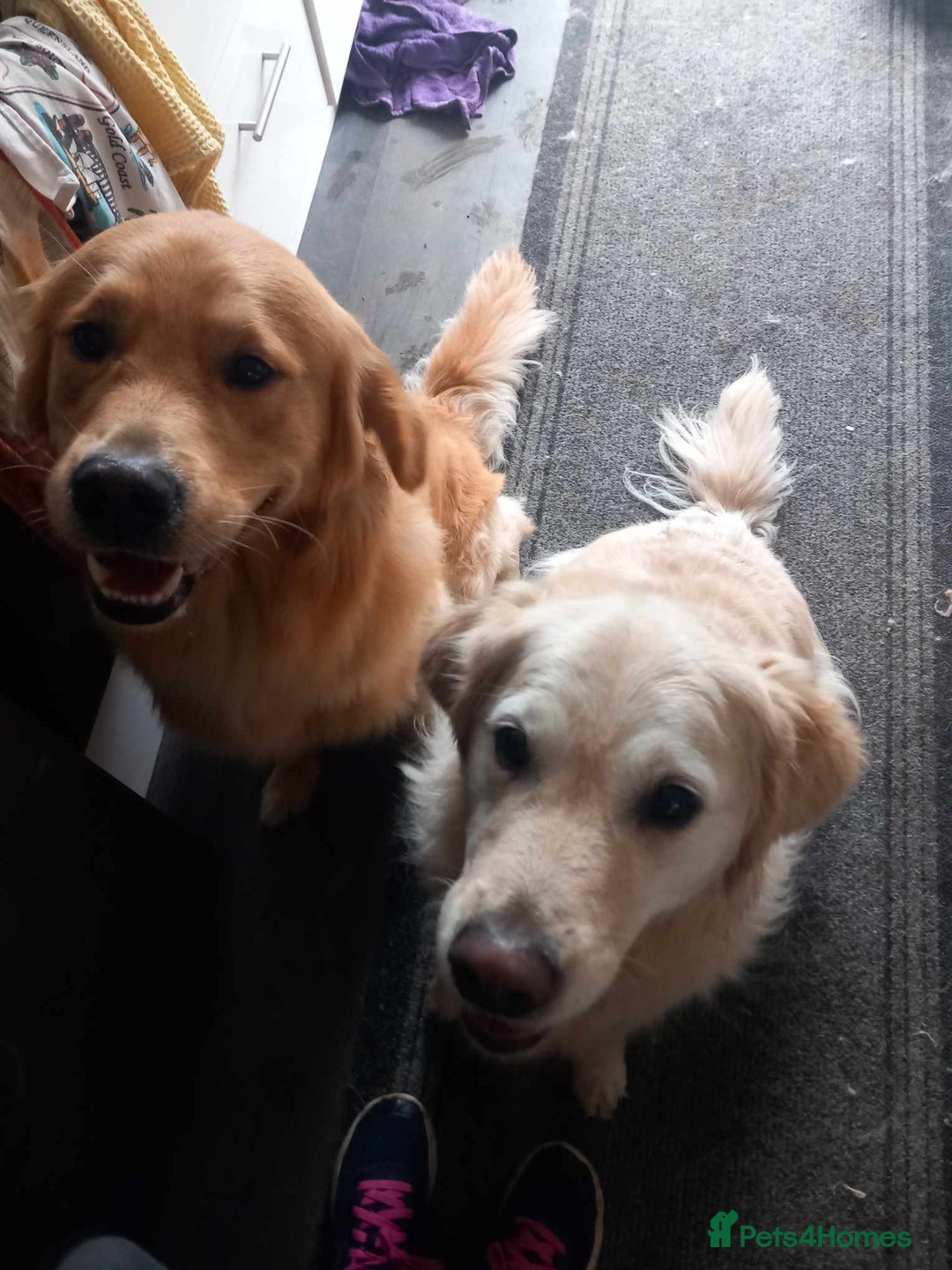 Golden Retriever dogs for stud: Fully Health Tested KC Golden Retriever in Saltcoats - Advert 6