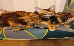 Bengal cats for sale: Pedigree Bengal Kittens - Image 6