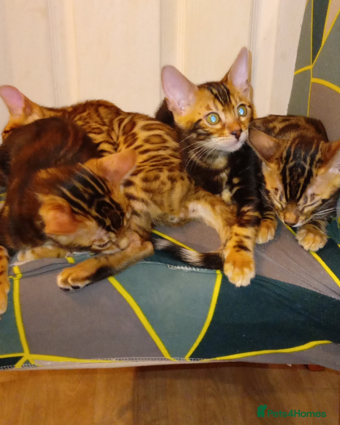 Bengal cats for sale: Pedigree Bengal Kittens - Image 6
