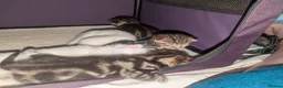 Mixed Breed cats for sale: 4 Beautiful kittens looking forever homes - Advert 16