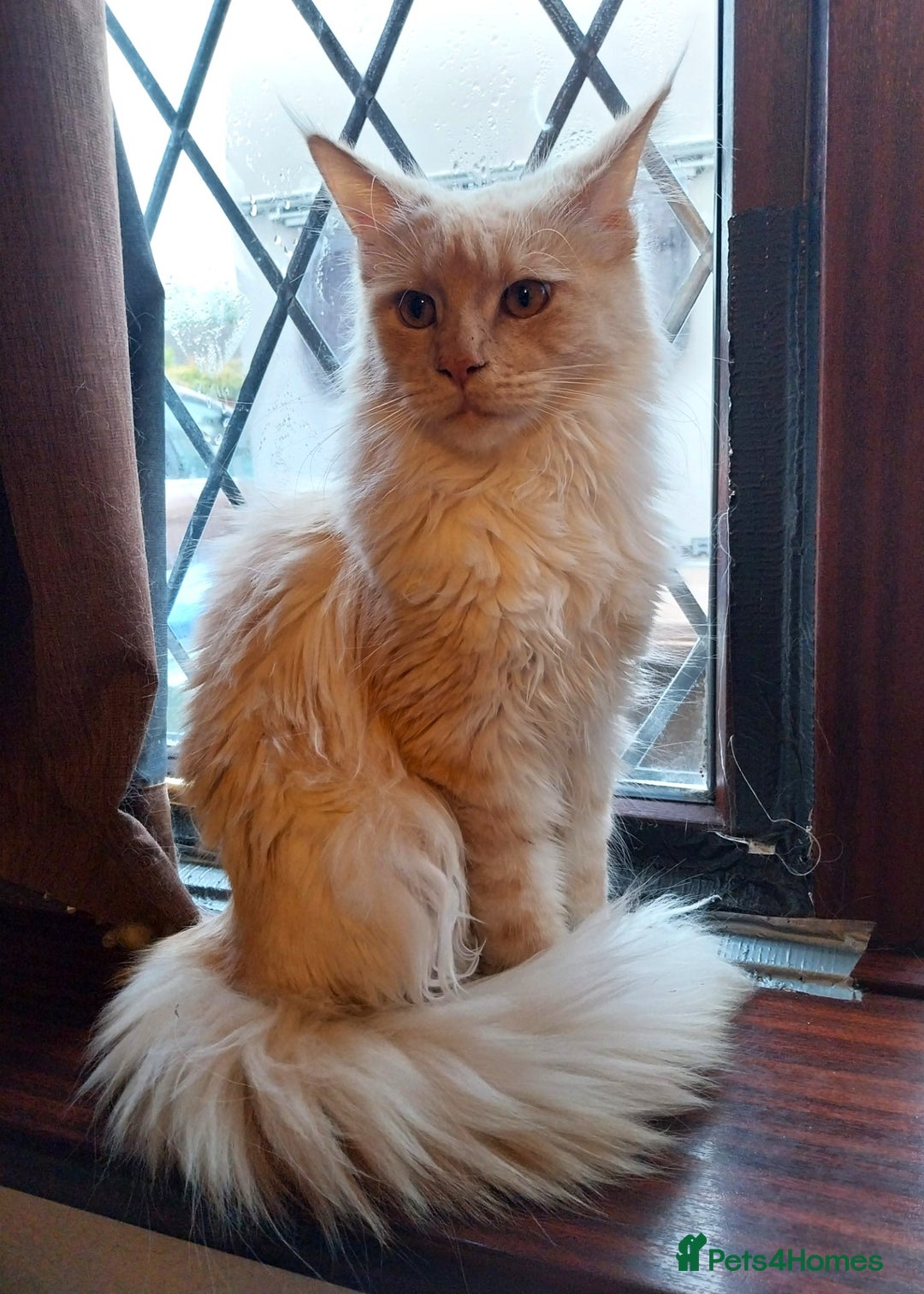 Maine Coon cats for sale: ACTIVE Maine Coon Cream/Silver Tica/GCCF - Advert 7