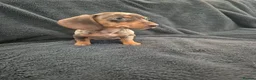 Miniature Dachshund dogs for sale: Miniature Dachshund READY NOW - Advert 10