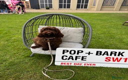 Cockapoo dogs for sale: Beautiful little cockapoo Ruby seeking a new home  - Image 1