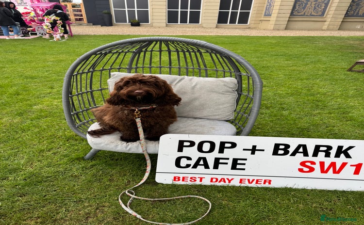 Cockapoo dogs - Advert 1