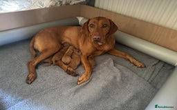 Mixed Breed dogs for sale: Vizla x Fox Red Lab (75/25) Puppies - Image 11