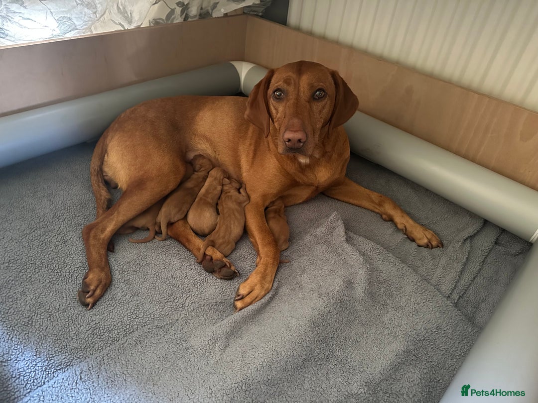 Mixed Breed dogs for sale: Vizla x Fox Red Lab (75/25) Puppies - Image 11
