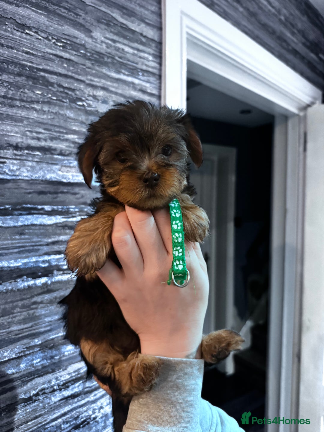 Yorkshire Terrier dogs for sale: 5x Boys 2x Girls Gorgeous Yorkshire Terriers  - Advert 6