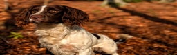 English Springer Spaniel dogs for sale: Kind, gentle and obedient KC registered Springer - Advert 2