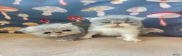 Persian cats for sale: Pure Persian kittens - Advert 12