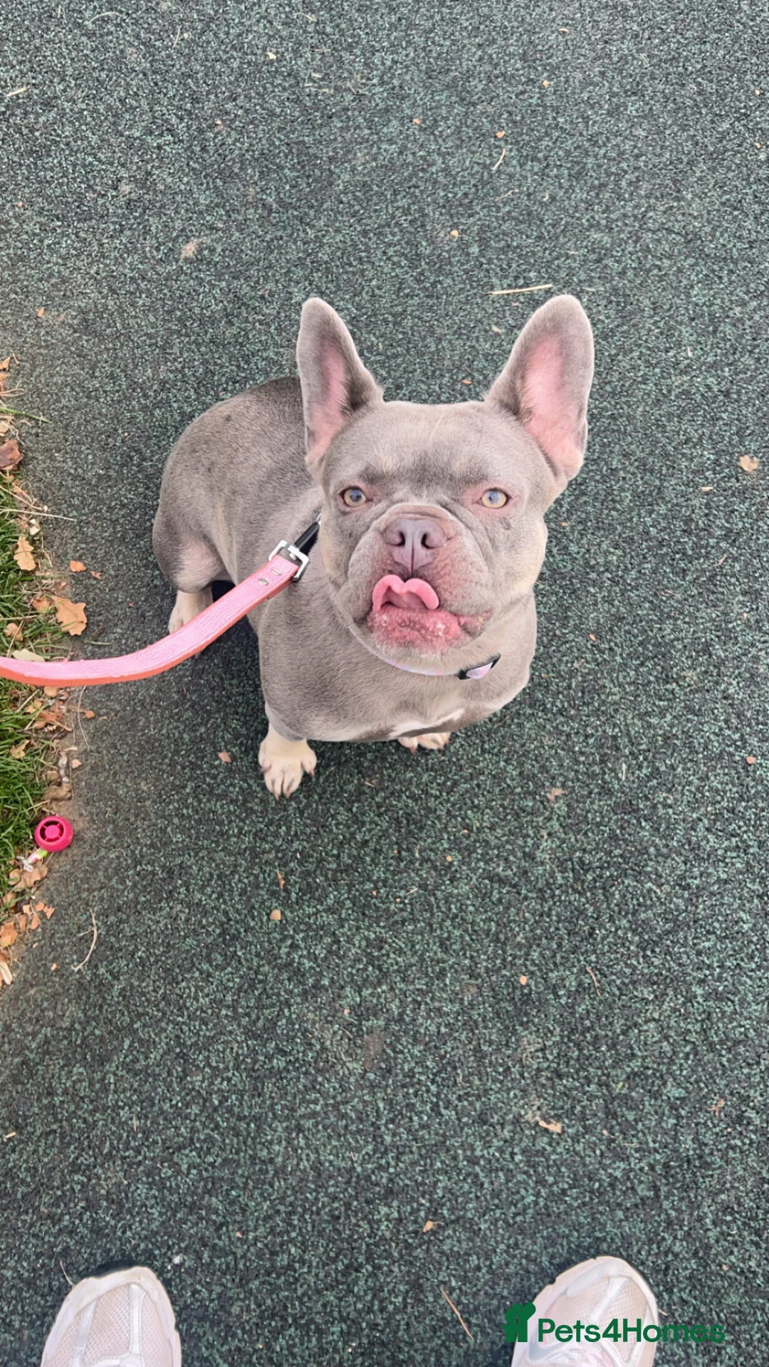 French Bulldog dogs for sale: Lovely Lilac&Tan French Bulldog Girl 3 Years Old - Advert 1