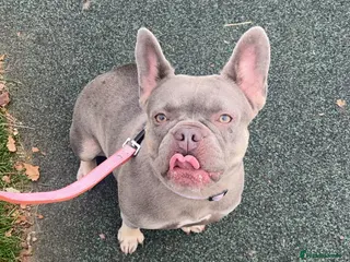 French Bulldog dogs Lovely Lilac&Tan French Bulldog Girl 3 Years Old - Advert 3