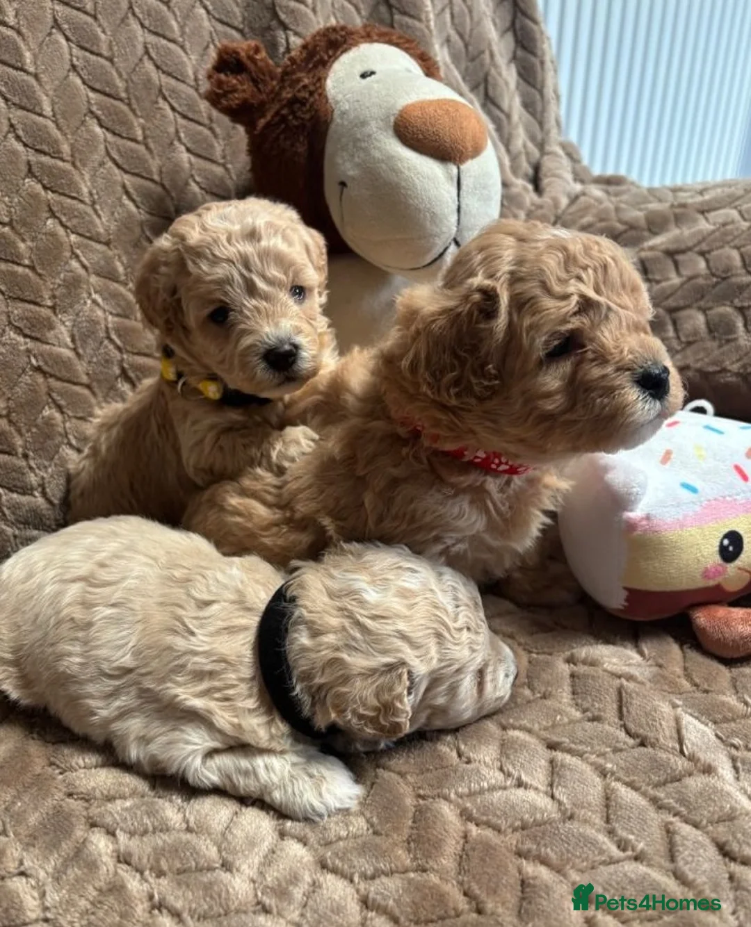 Maltipoo dogs for sale: Maltipoo puppies for sale  in Stoke-on-Trent - Advert 2