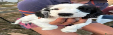 Squid