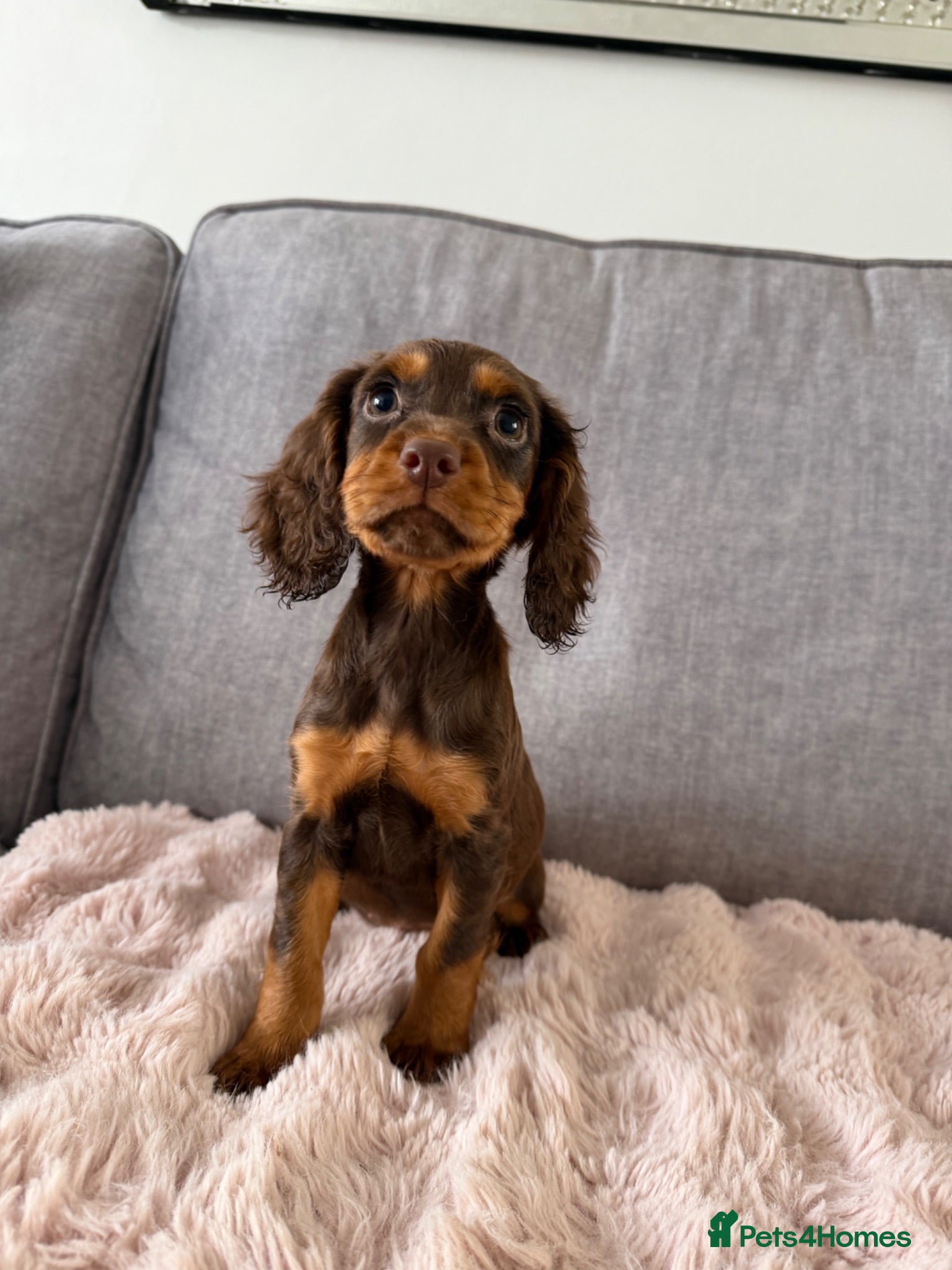 Cocker Spaniel dogs 5 BEAUTIFUL COCKER PUPS LEFT READY NOW!  - Advert 12