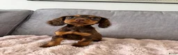 Cocker Spaniel dogs for sale: BEAUTIFUL CHOC AND TAN COCKER PUPS READY NOW!  - Advert 17