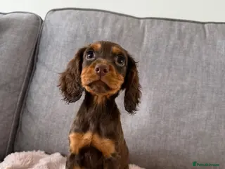 Cocker Spaniel dogs 5 BEAUTIFUL COCKER PUPS LEFT READY NOW! - Advert 12