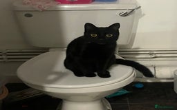 Domestic Shorthair cats for sale: My little baby needs a new home - Image 7