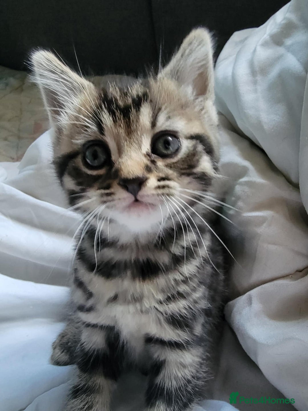 Mixed Breed cats for sale: Beautiful kittens for sale - Advert 17