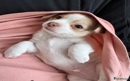 Chihuahua dogs for sale: Apple head boy Chihuahua  - Image 7