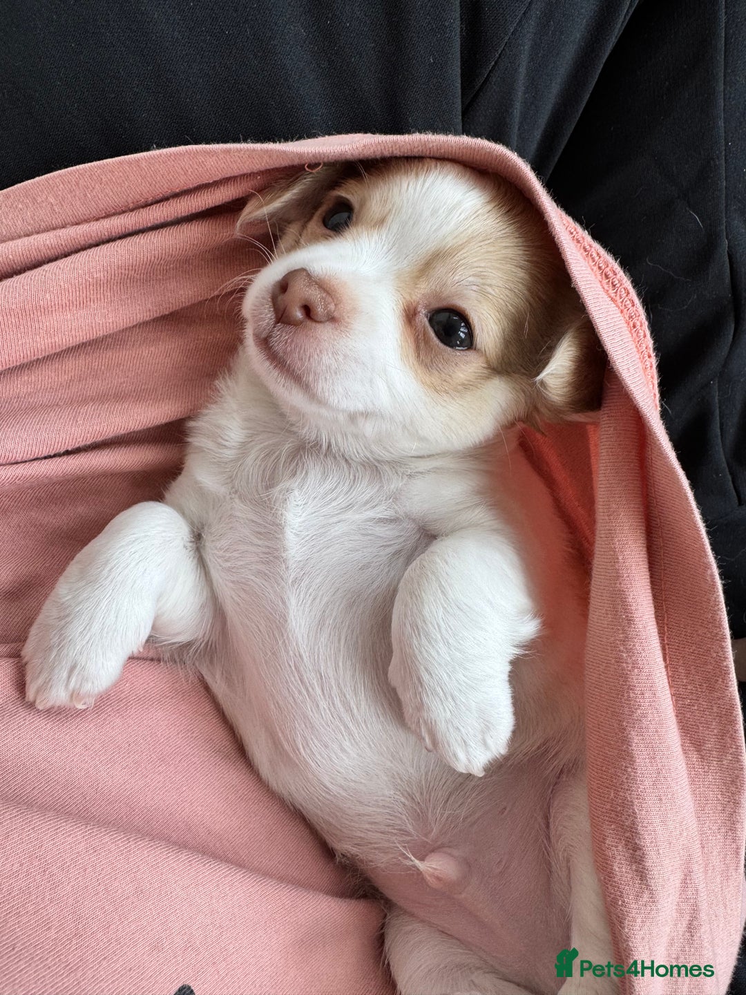 Chihuahua dogs for sale: Apple head boy Chihuahua  - Image 7