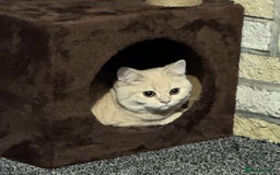 Scottish Fold cats for sale: Rare cream colour - Image 5