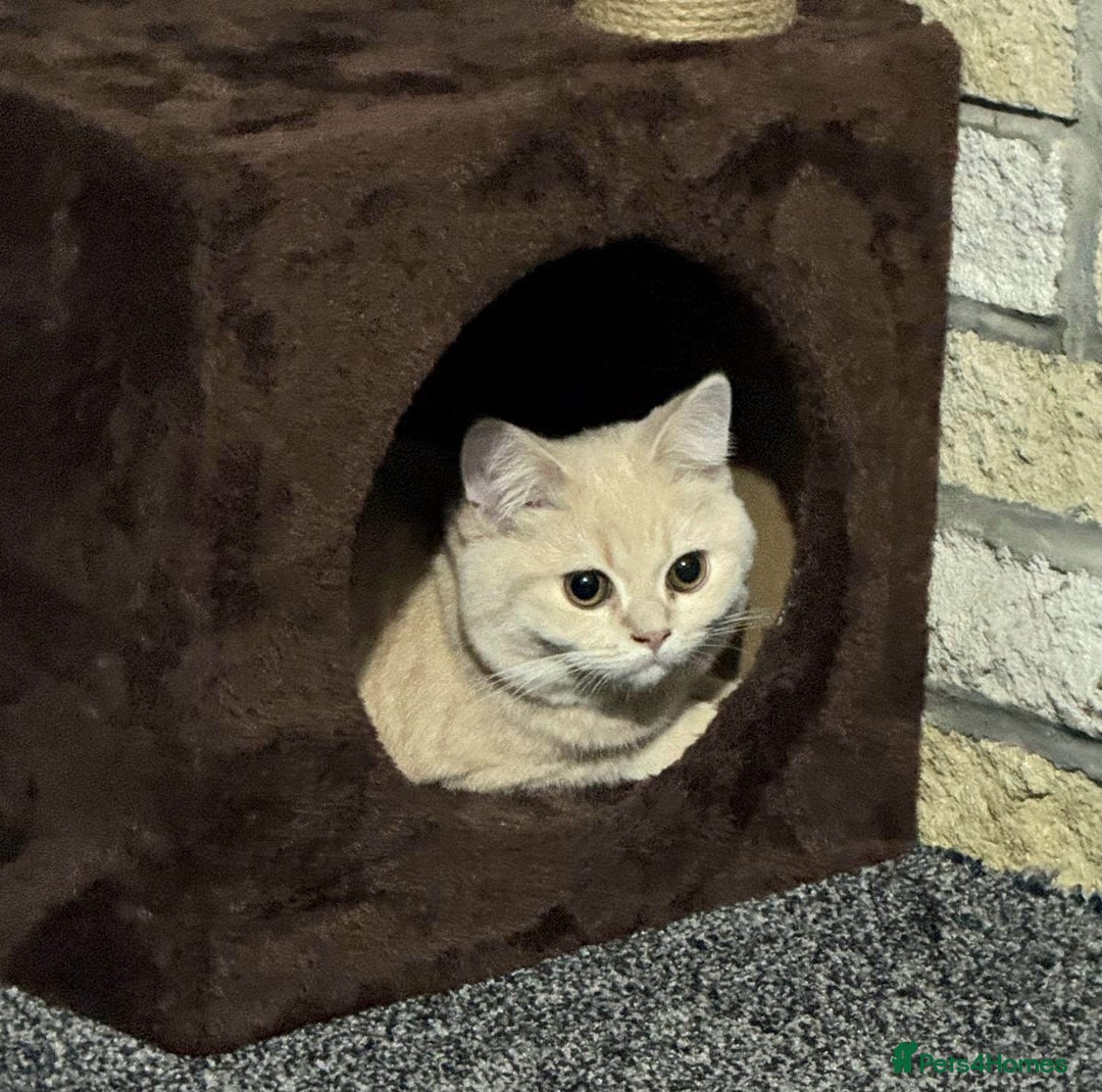 Scottish Fold cats for sale: Rare cream colour - Image 5
