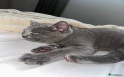 British Shorthair cats for sale: British Shorthair Male Kitten for Sale - Image 3