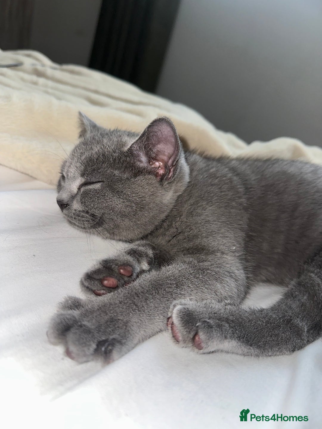 British Shorthair cats for sale: British Shorthair Male Kitten for Sale - Image 3
