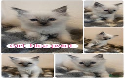 Ragdoll cats for sale: Pedigree Ragdoll Kittens HCM/PKD clear  - Image 9
