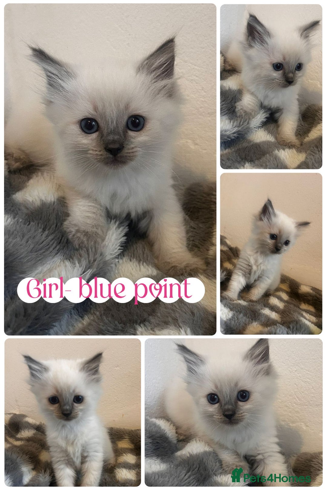 Ragdoll cats for sale: Pedigree Ragdoll Kittens HCM/PKD clear  - Image 9