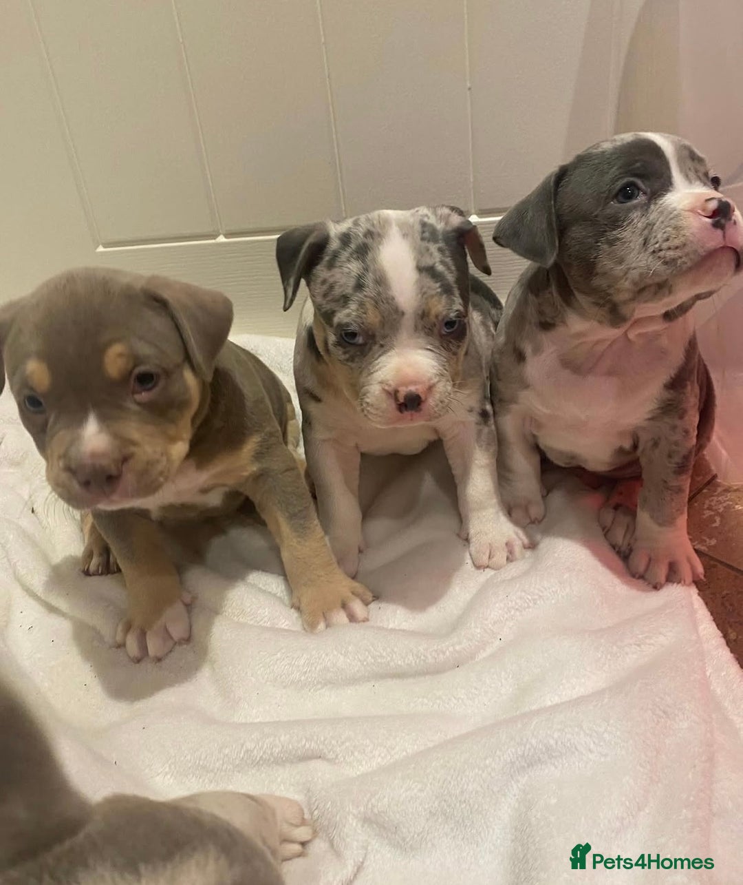 American Bully dogs for stud: ABKC AMERICAN POCKET BULLY - Advert 11