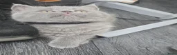 British Shorthair cats for sale:  British  Shorthair  kittens  - Advert 1