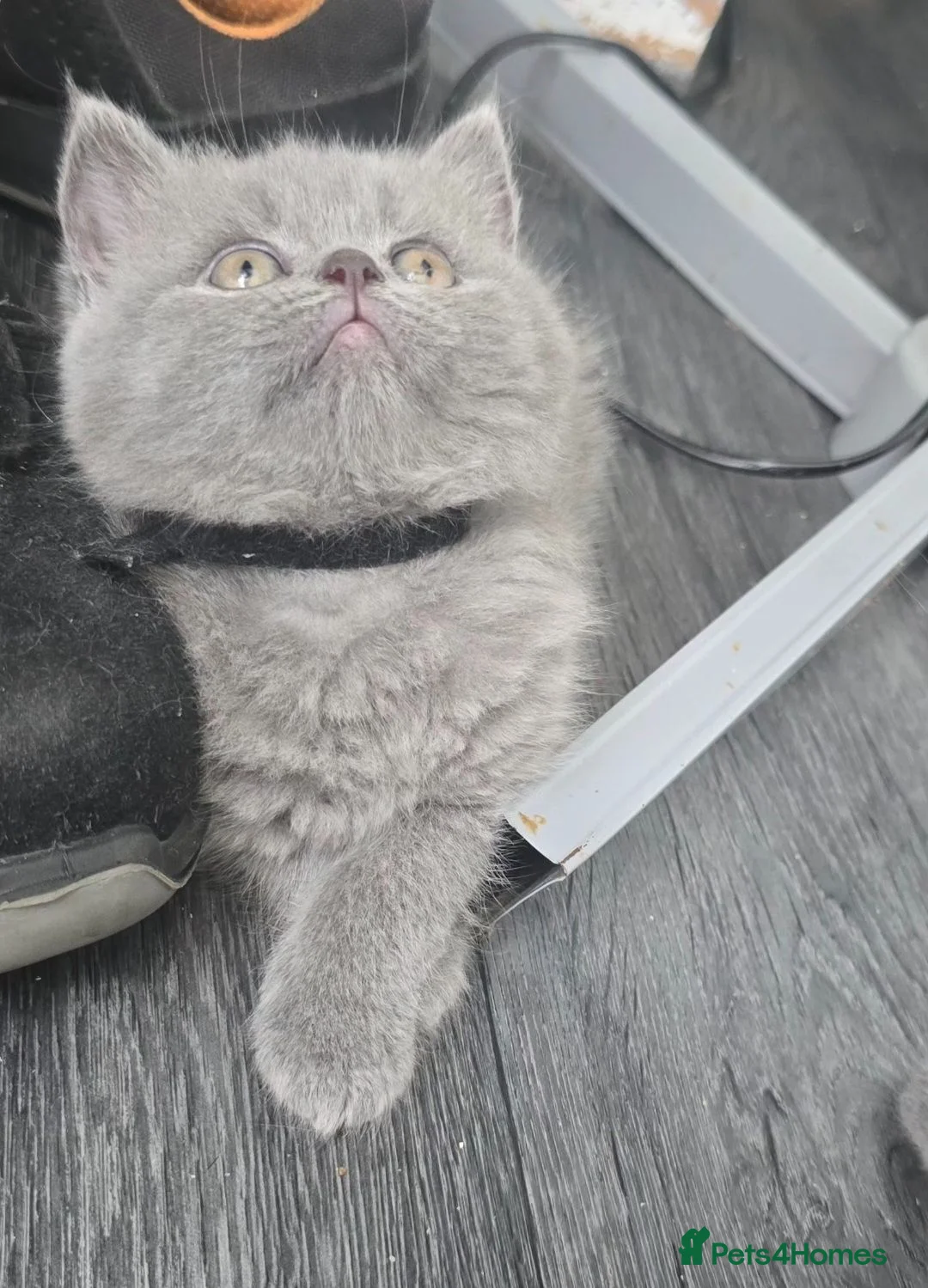 British Shorthair cats for sale:  British  Shorthair  kittens  - Advert 1