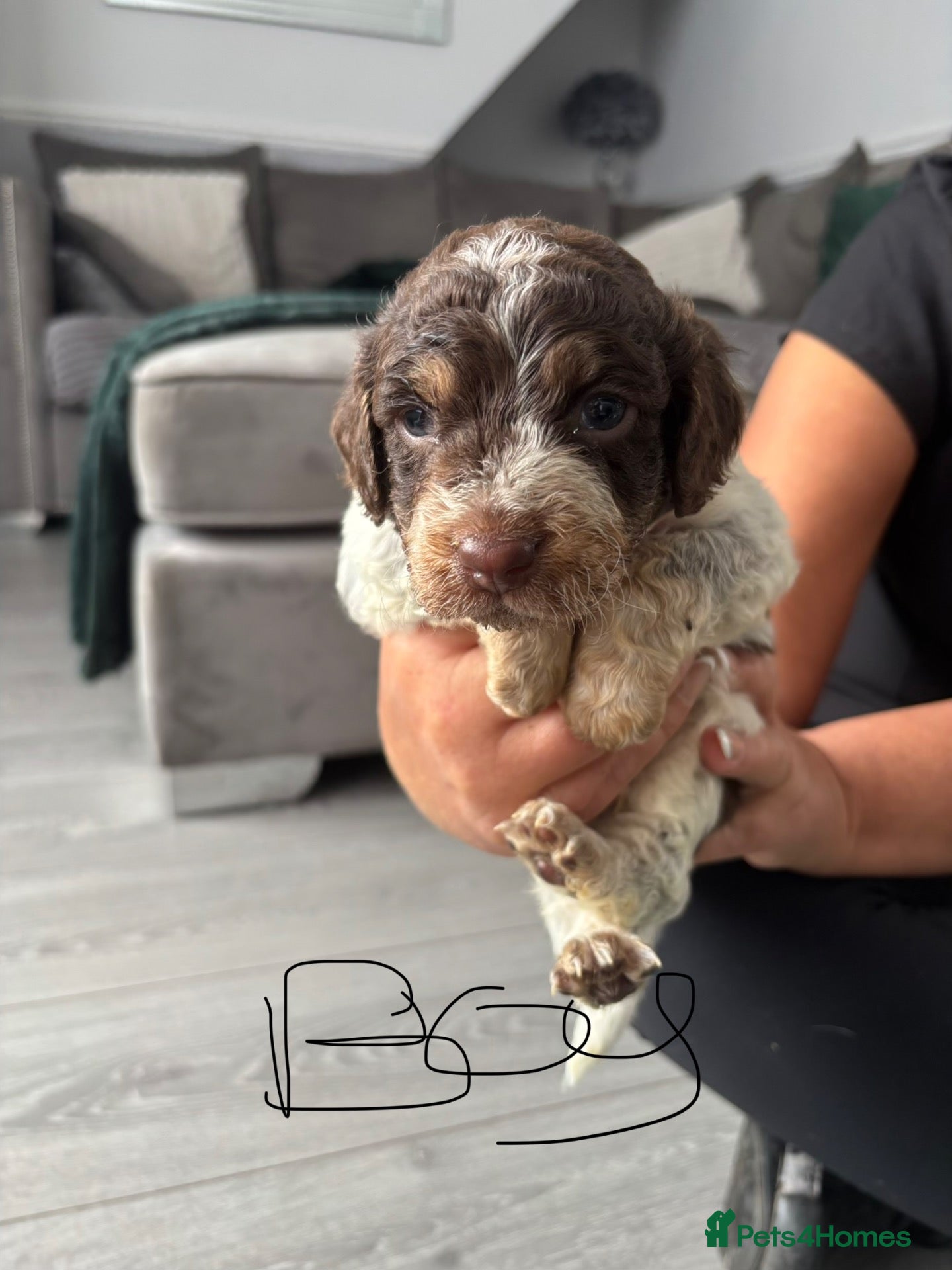 Cockapoo dogs F1B cockapoos  - Advert 1