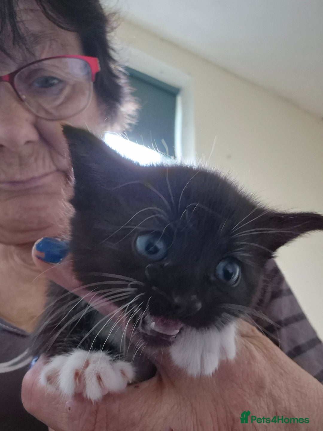 Mixed Breed cats for sale: 1 female kitten out litter of 3  - Image 5