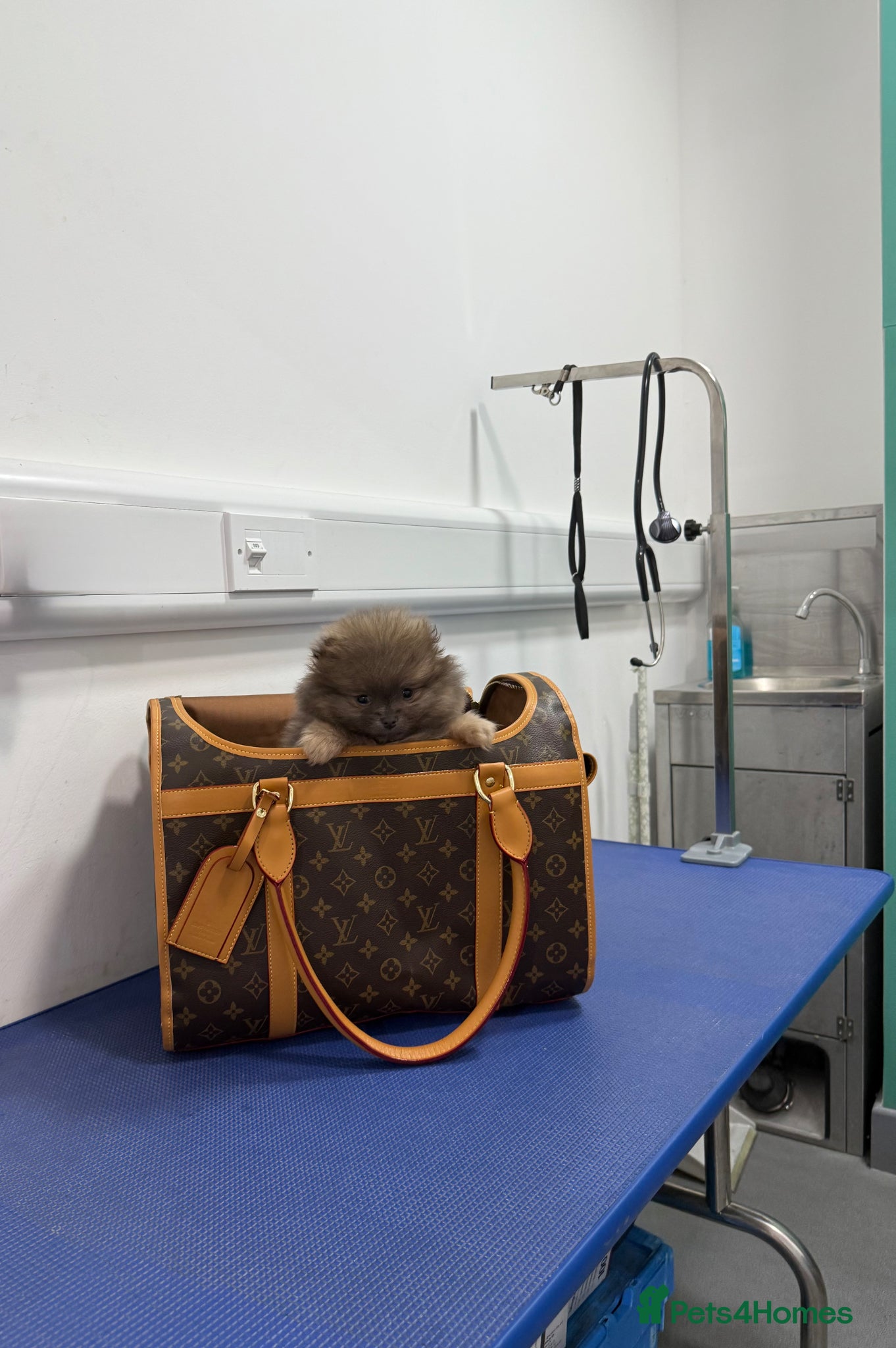 Pomeranian dogs Unique Blue and tan girl 💖 - Advert 10