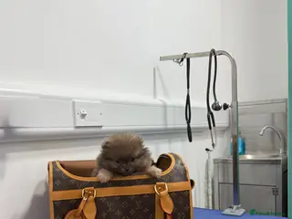 Pomeranian dogs Unique Blue and tan girl 💖 - Advert 10