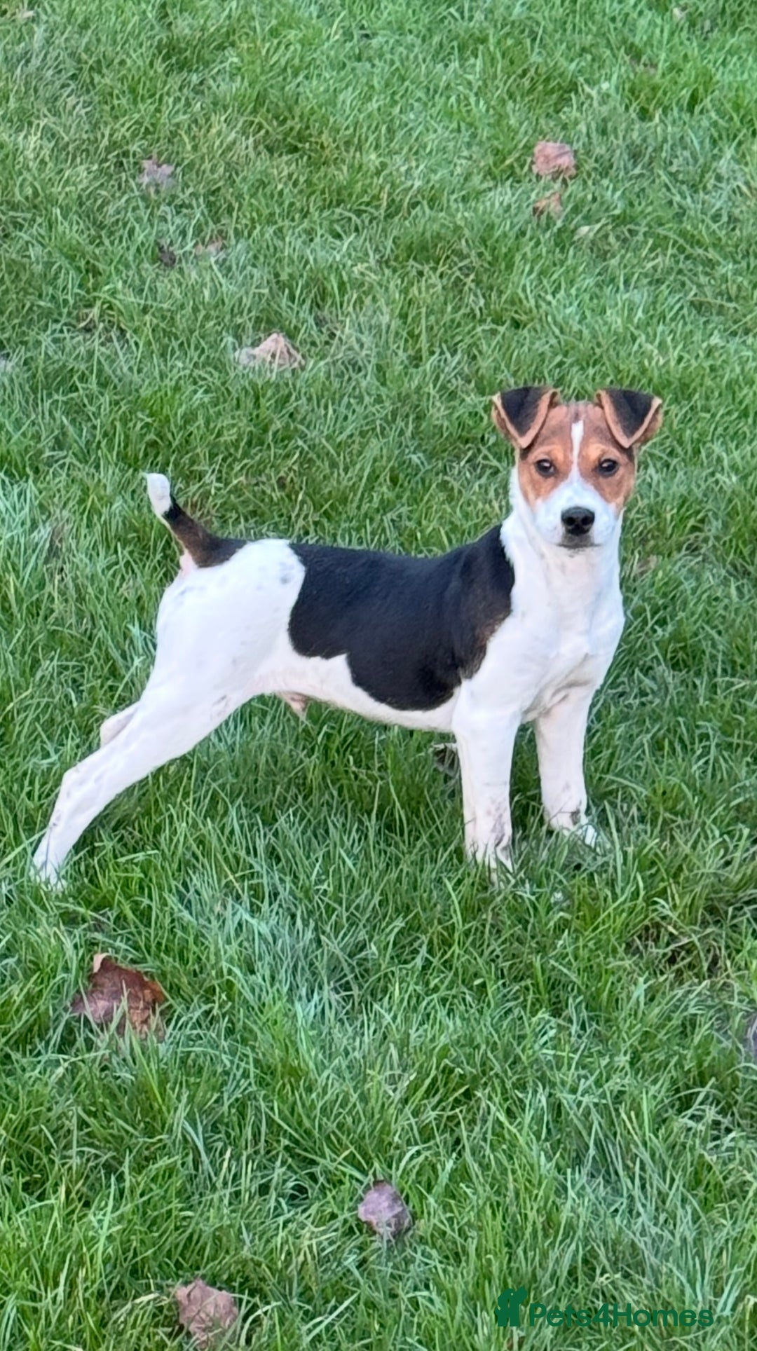 Jack Russell dogs for sale: Jack Russel boy  - Advert 1