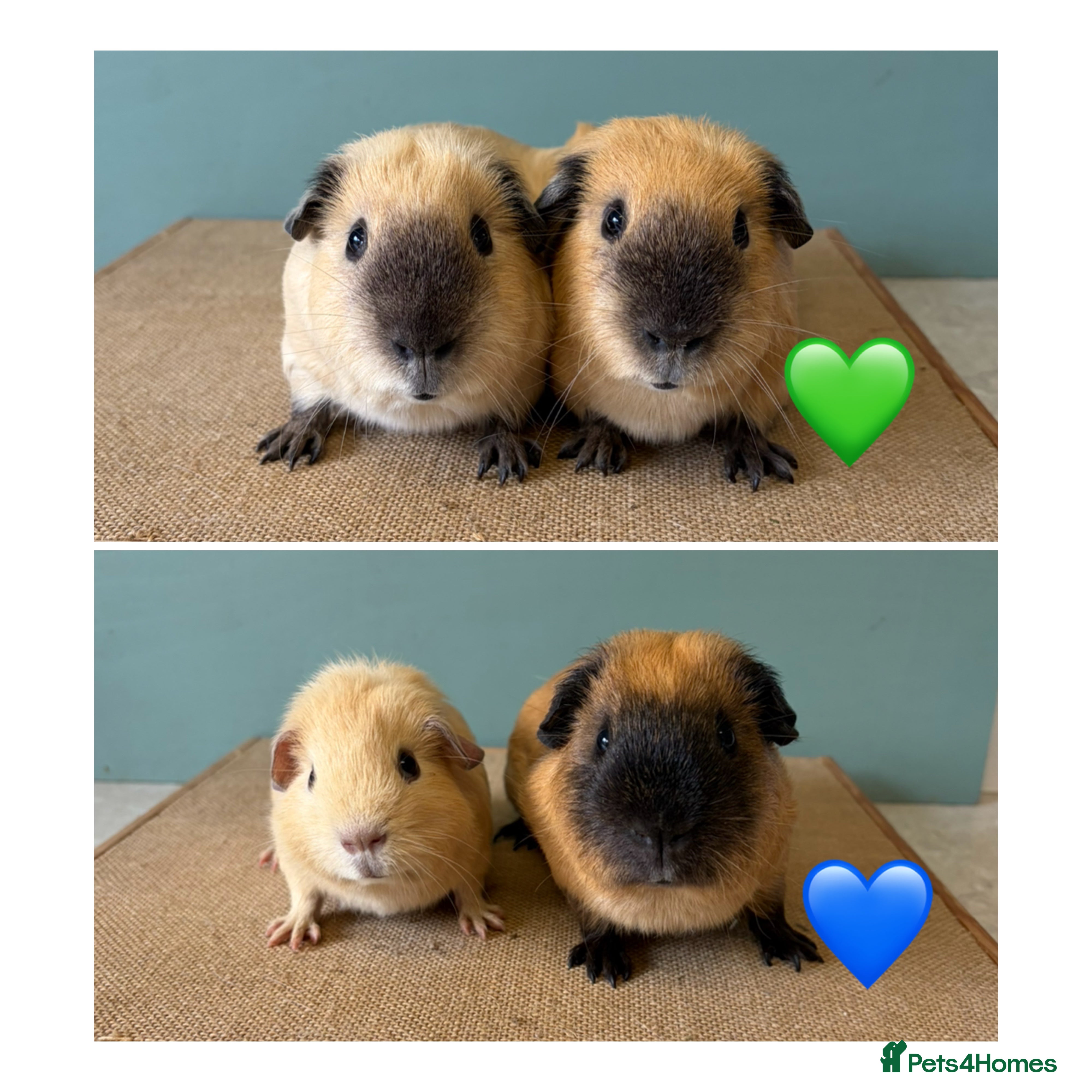 Guinea Pig rodents Bonded Male Cali Pairs - Advert 11