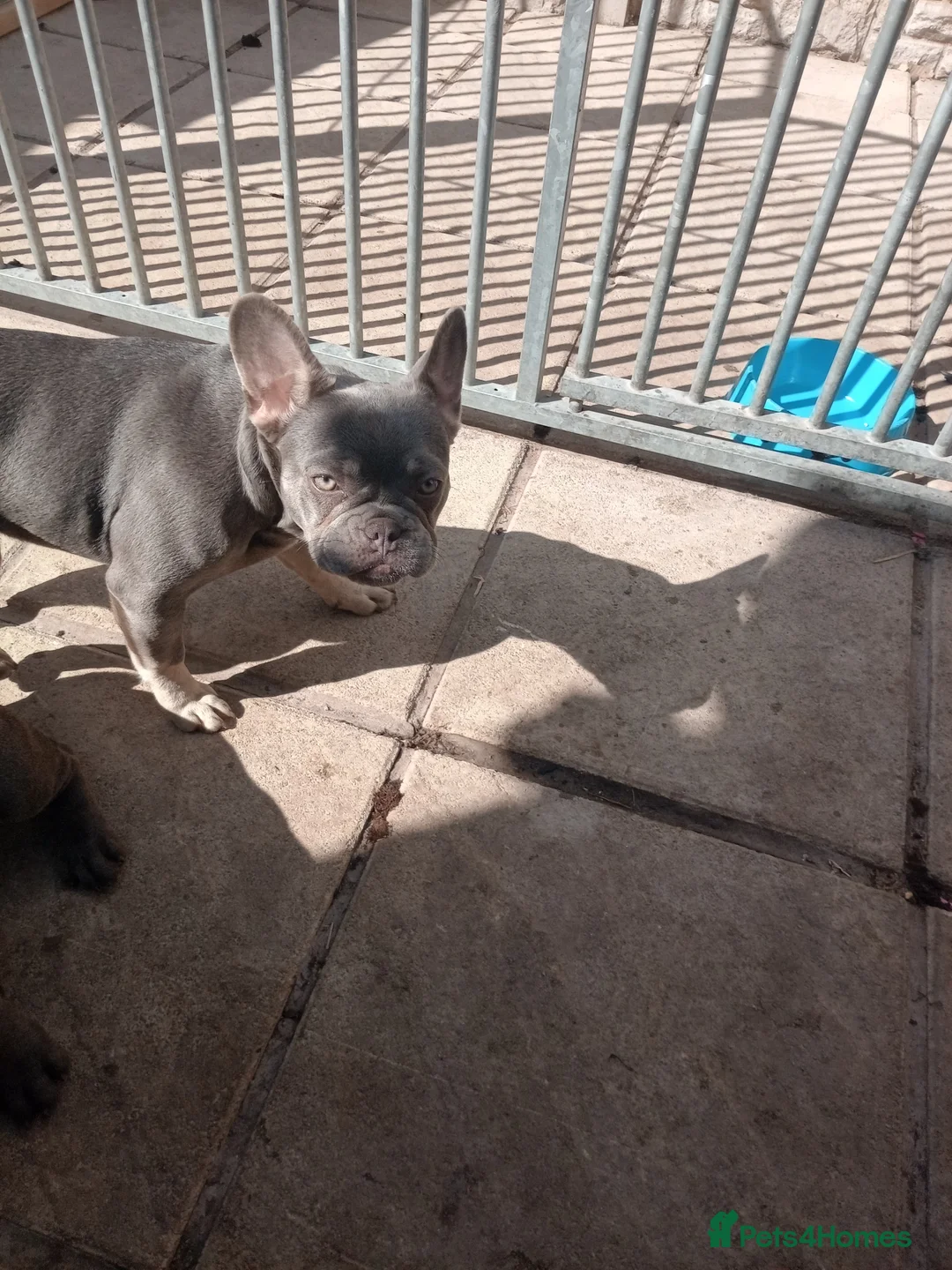 French Bulldog dogs for sale: French bulldog  in Chorley - Advert 3