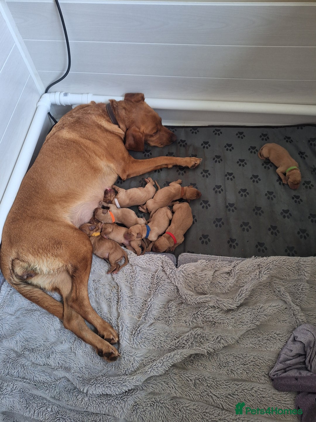 Labrador Retriever dogs for sale: Fox red labrador  - Advert 2