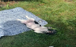 Jack Russell dogs for sale: 5 Available: Jack Russell Puppies. 2 Girls, 3 Boys - Image 33