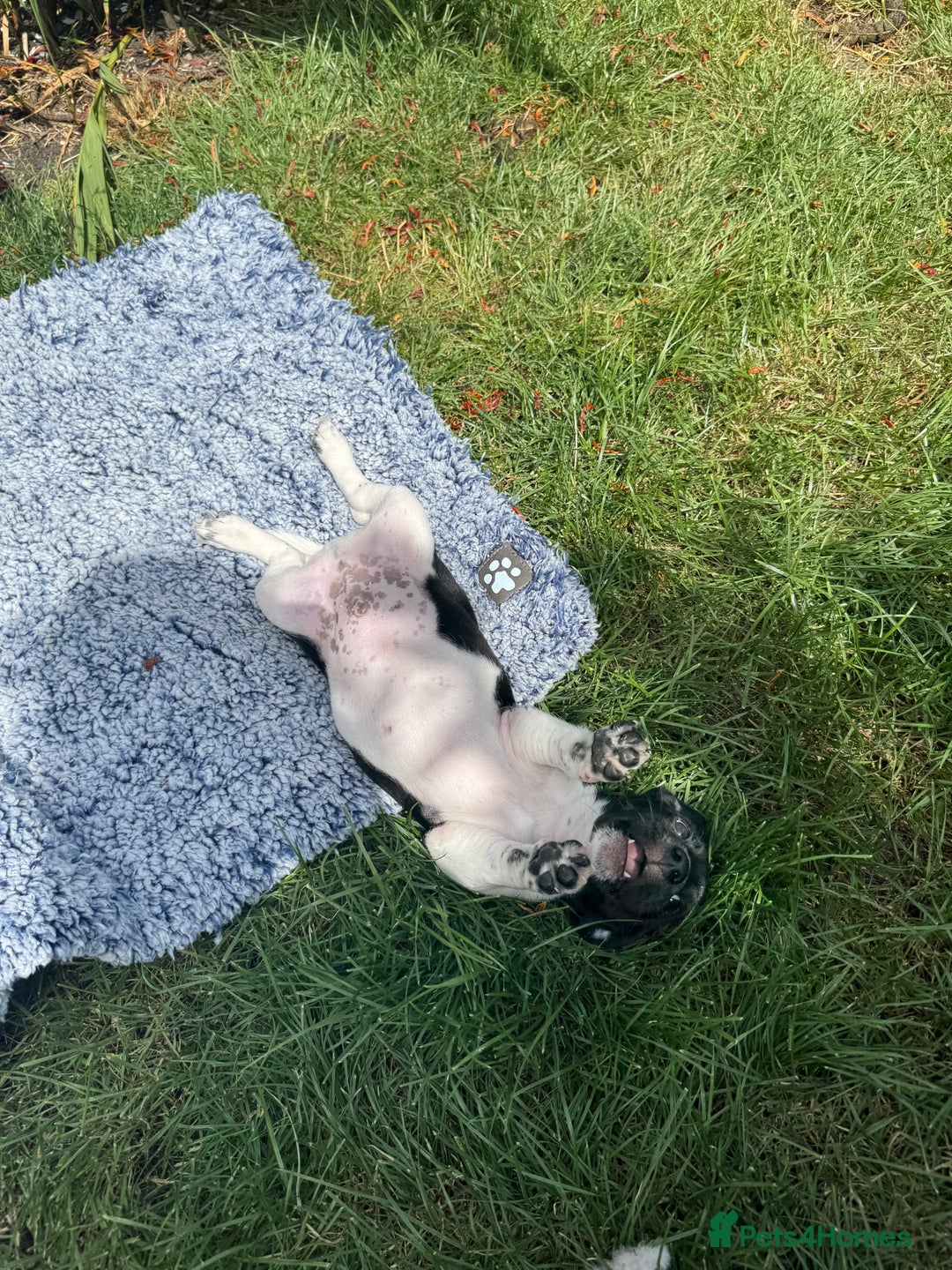 Jack Russell dogs for sale: 5 Available: Jack Russell Puppies. 2 Girls, 3 Boys - Image 33