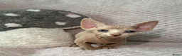 Sphynx cats for sale: Bambino Sphynx kittens  - Advert 13