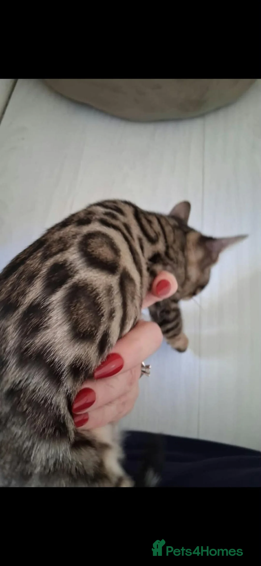 Bengal cats for sale: Bengal kittens - Advert 2
