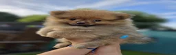 Pomeranian dogs for sale: pomeranian tedy - Advert 6