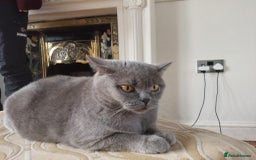 British Shorthair cats for sale: BSH black kittens  - Image 6